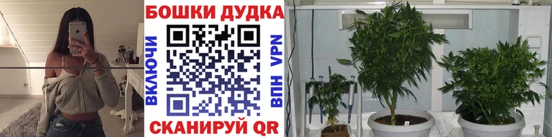 Бошки марихуана сатива  даркнет сайт  Ува 
